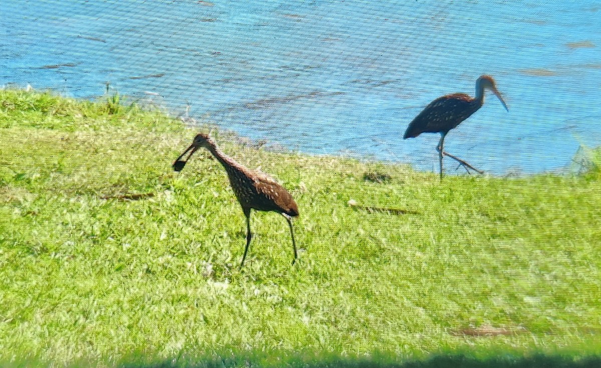 Limpkin - ML644336714