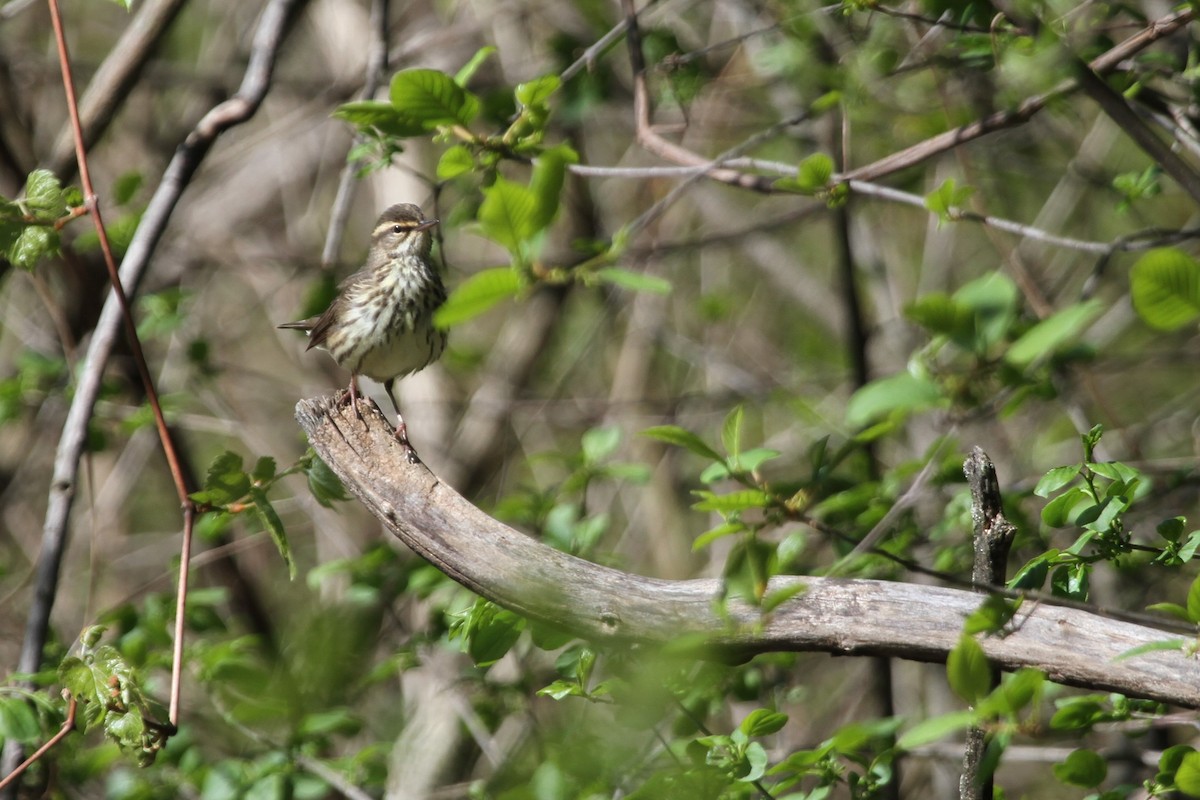 Northern Waterthrush - ML644336717
