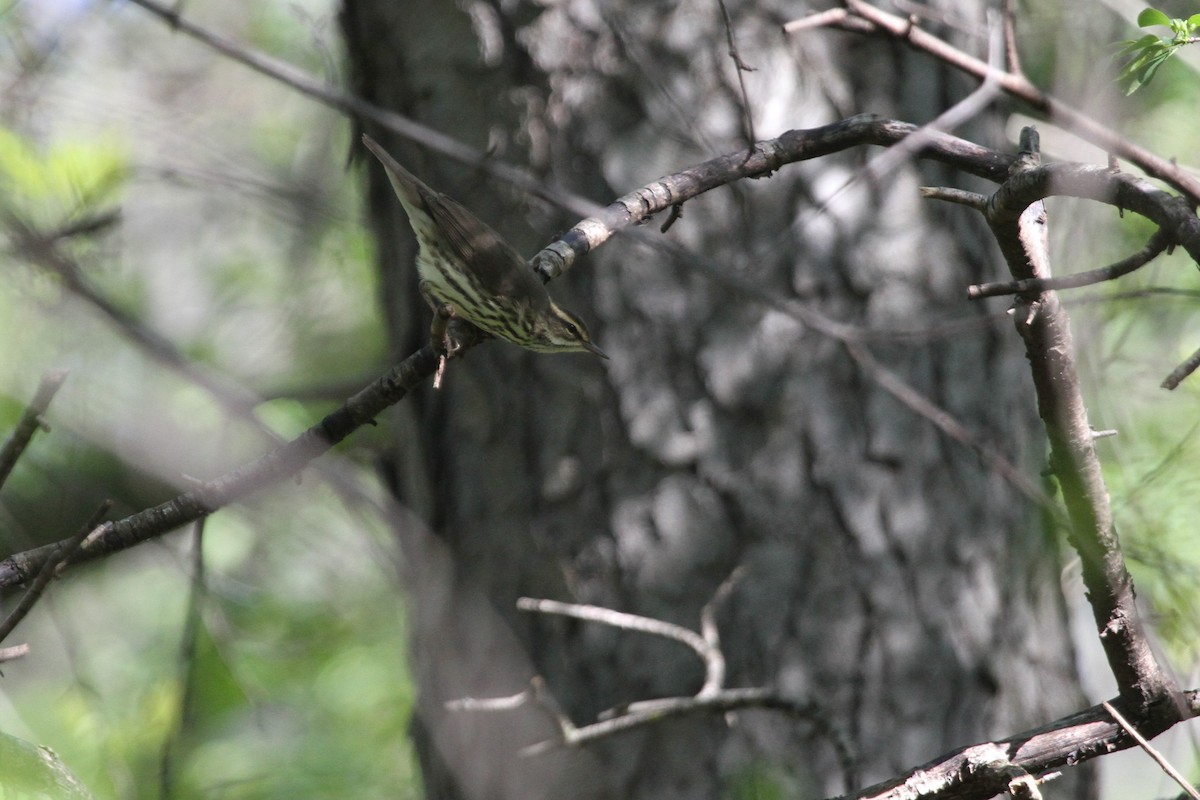 Northern Waterthrush - ML644336718