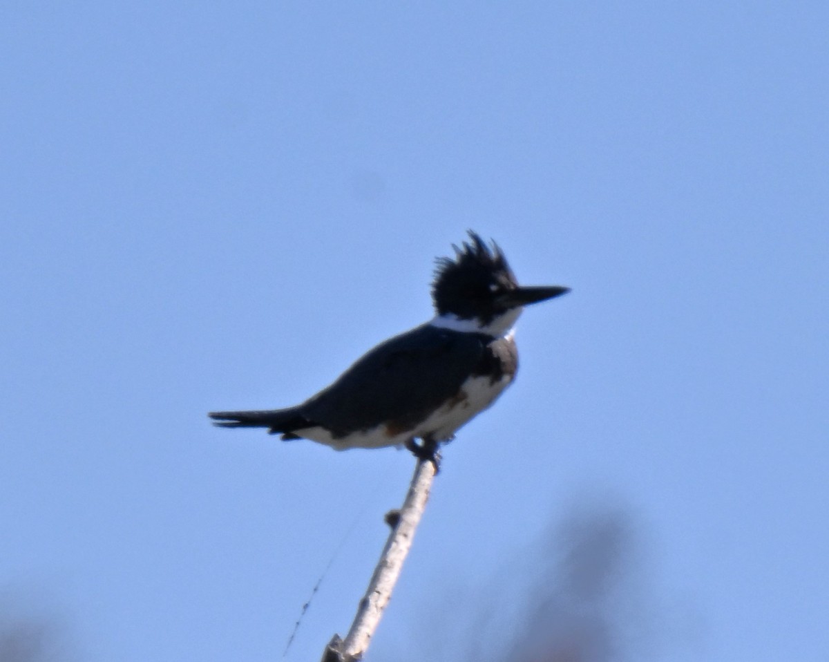 Belted Kingfisher - ML644336721
