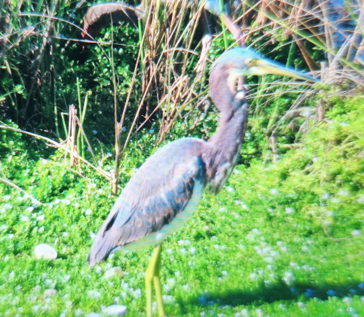 Tricolored Heron - ML644336727