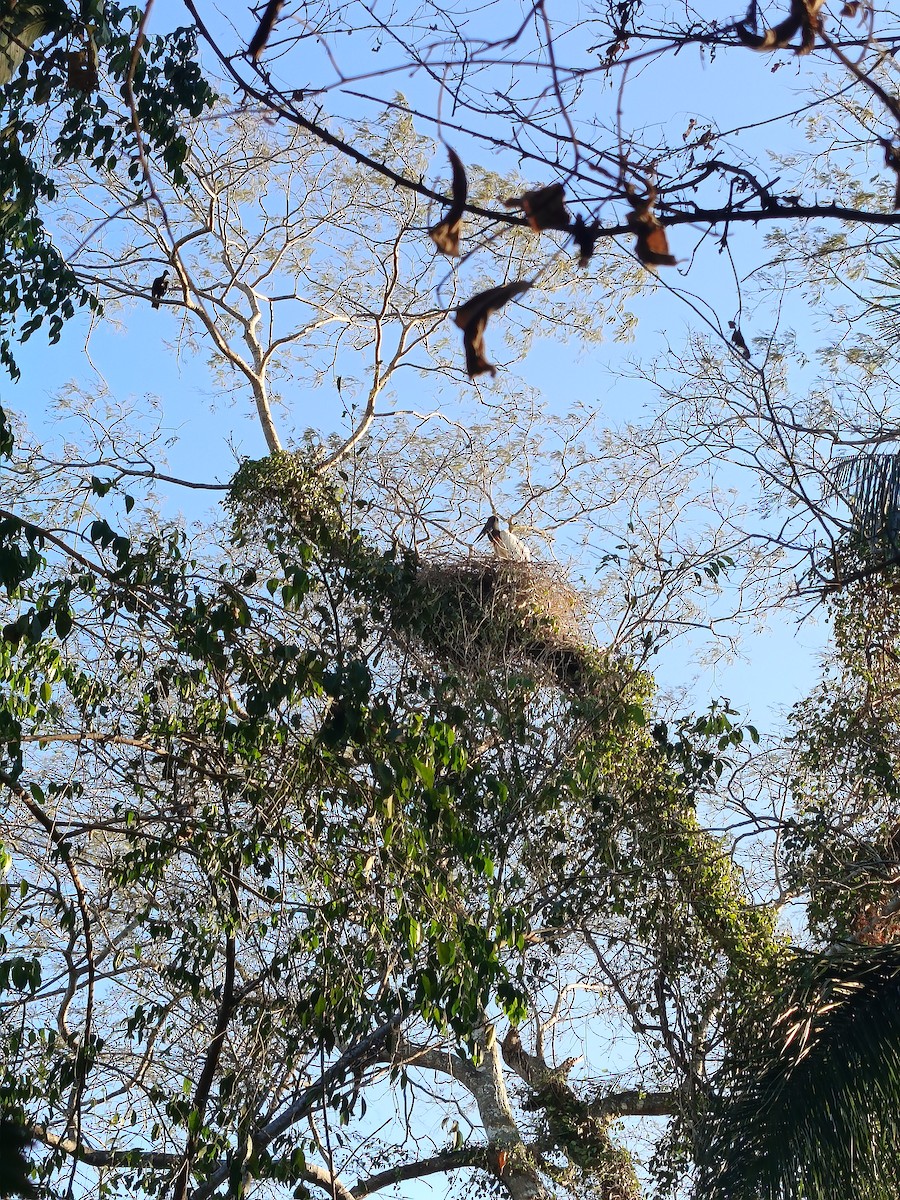 Jabiru - ML644336745