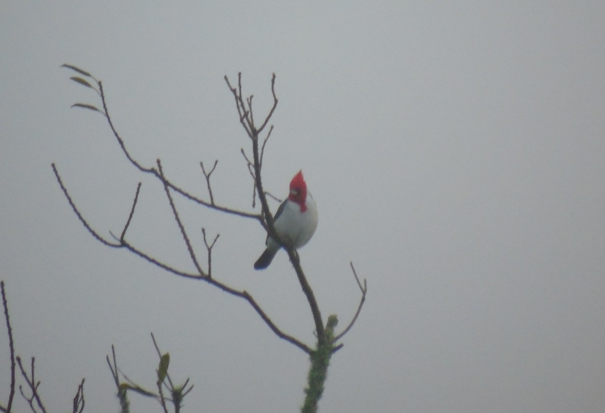 Red-crested Cardinal - ML644336746