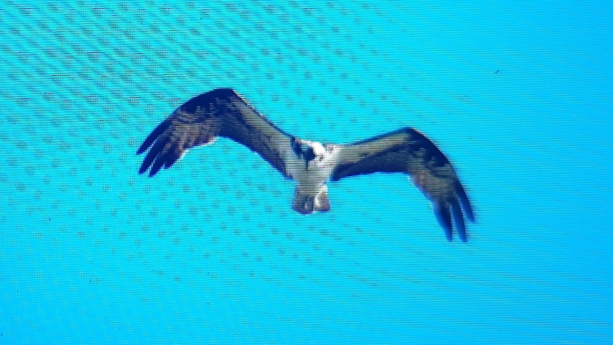 Osprey - ML644336749