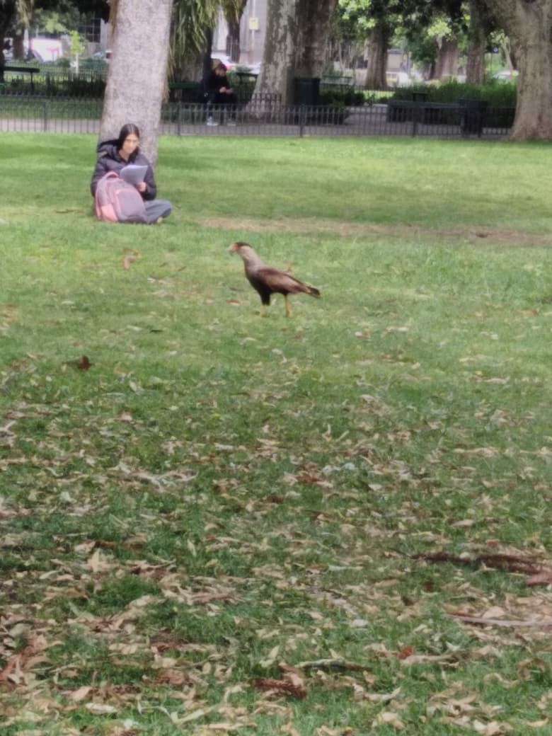 Равнинная каракара - ML644336789