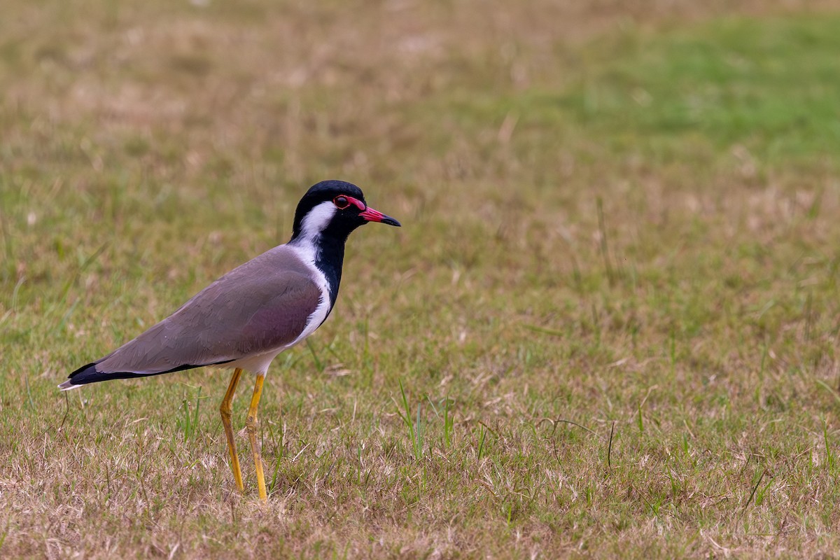 čejka černoprsá - ML644336794