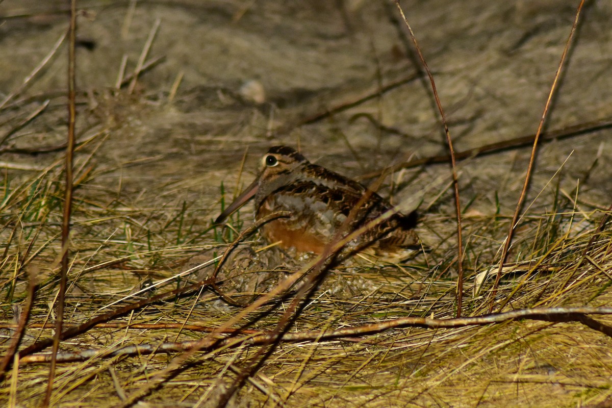 American Woodcock - ML644336797