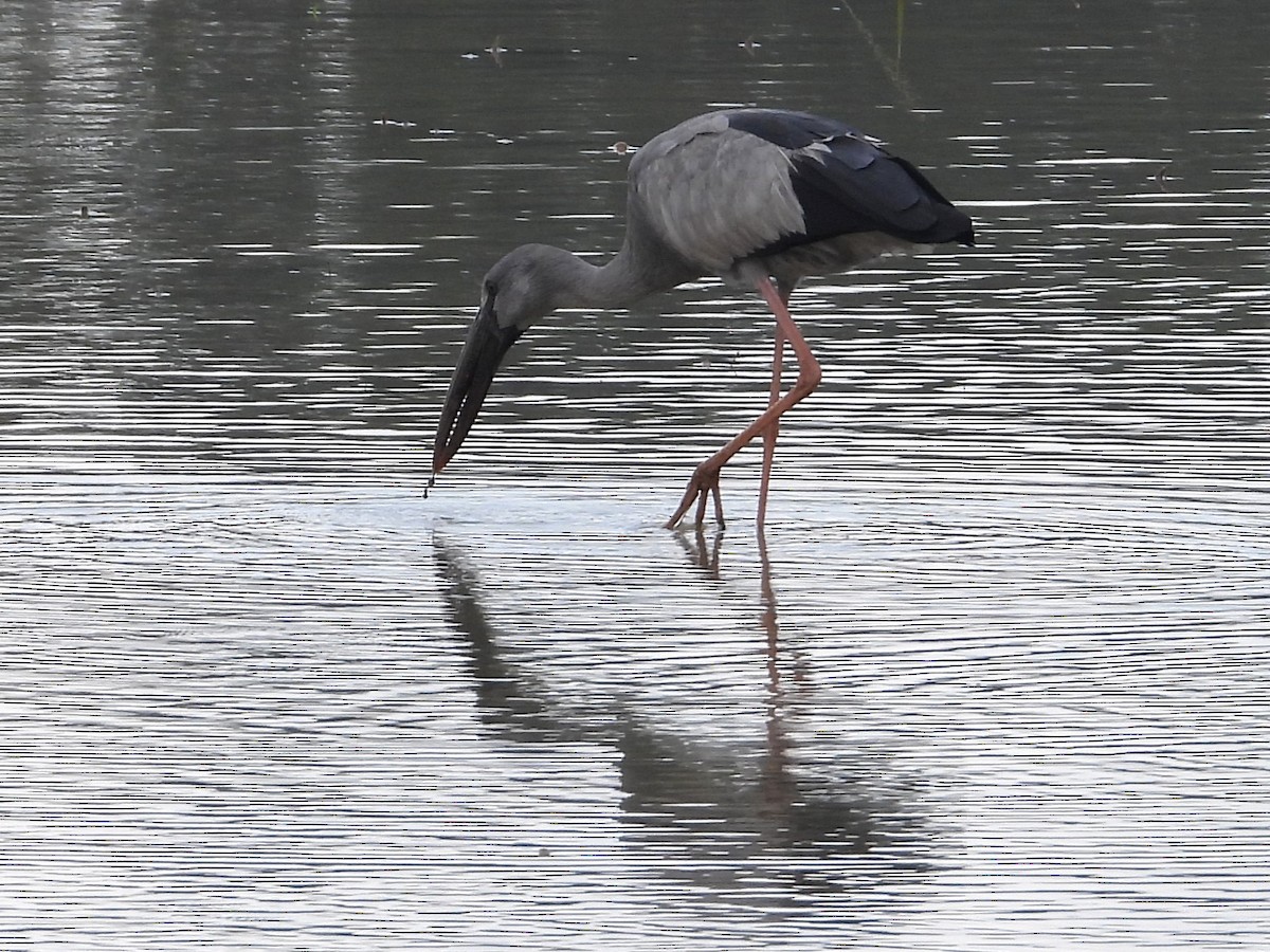 Bec-ouvert indien - ML644336801