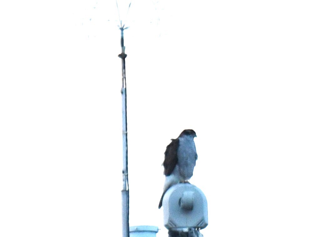 Үлэг харцага - ML644336804