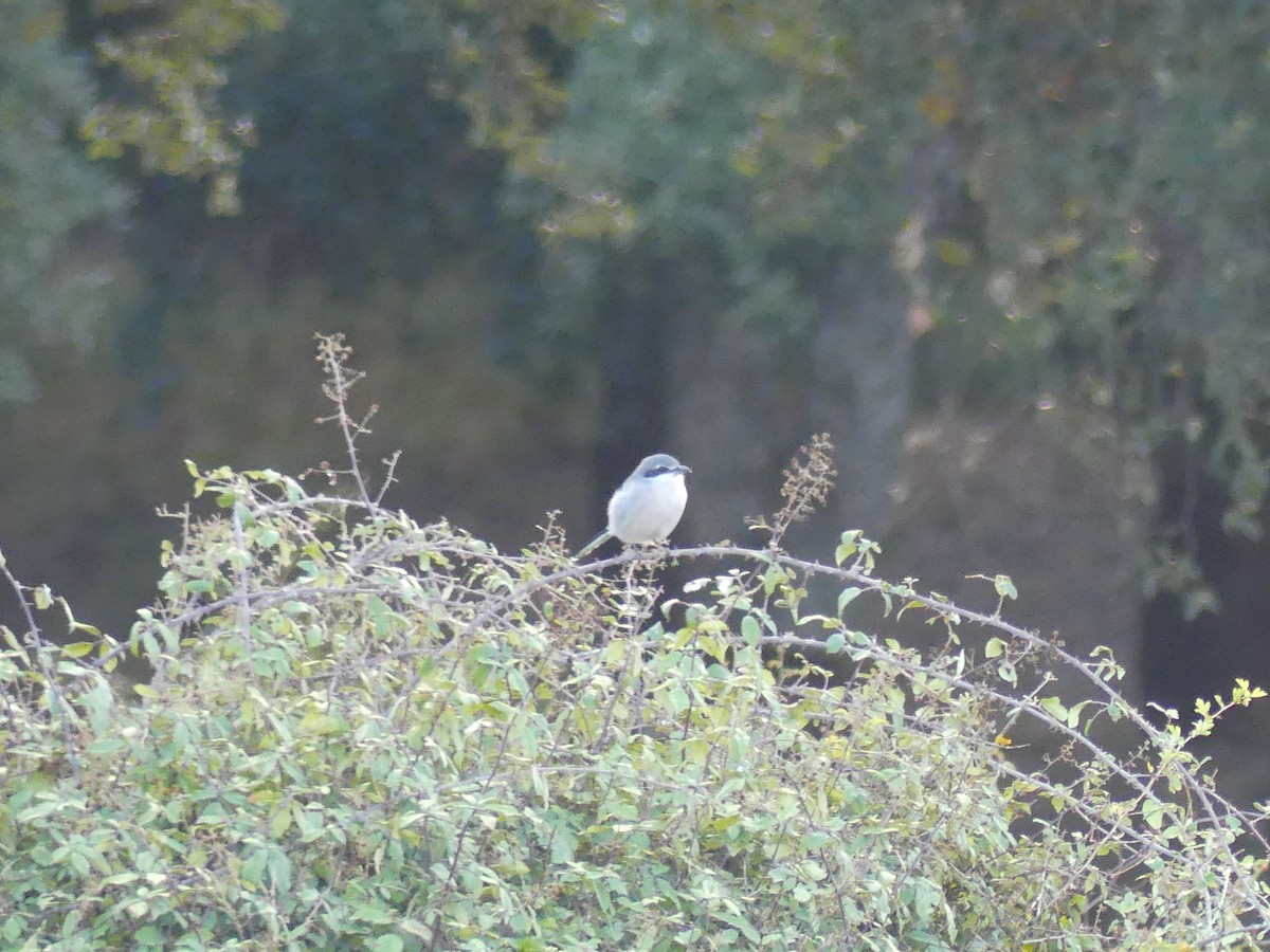 Iberian Gray Shrike - ML644336808