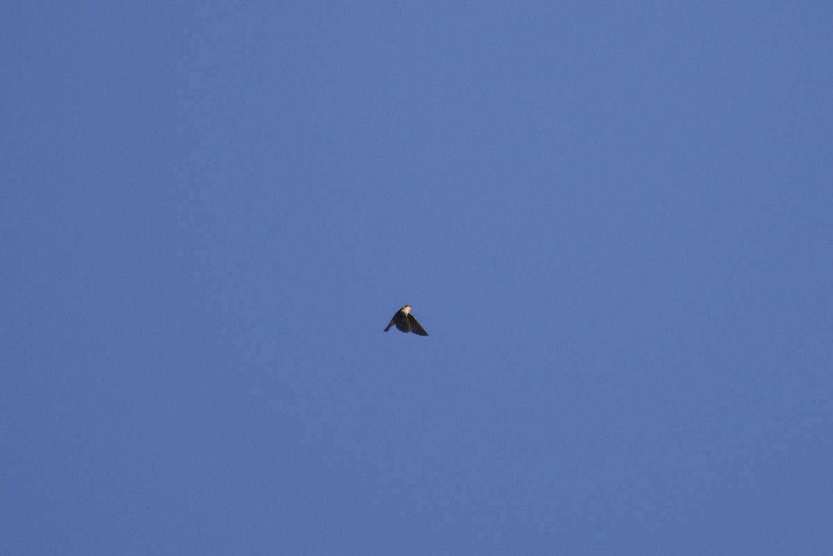 Cave Swallow - ML644336824