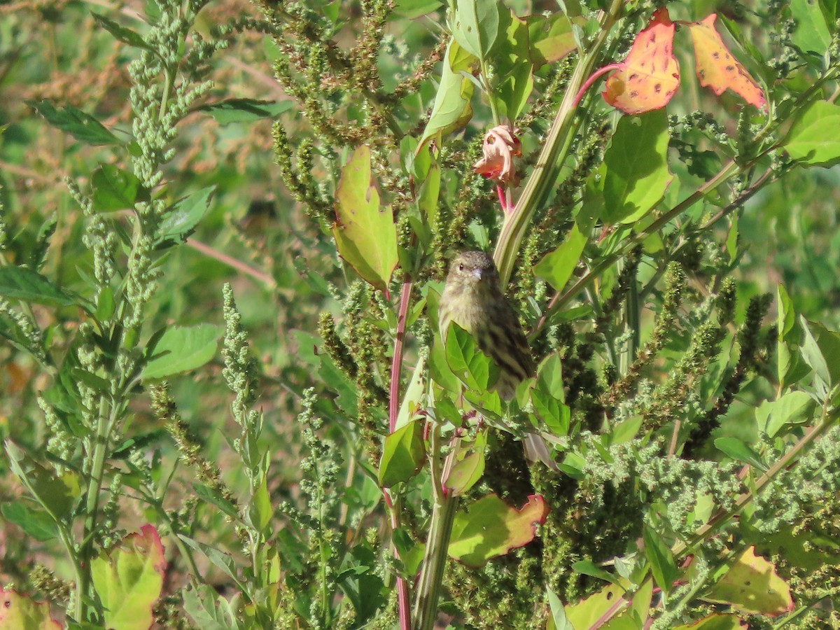 Verzellino - ML644336828