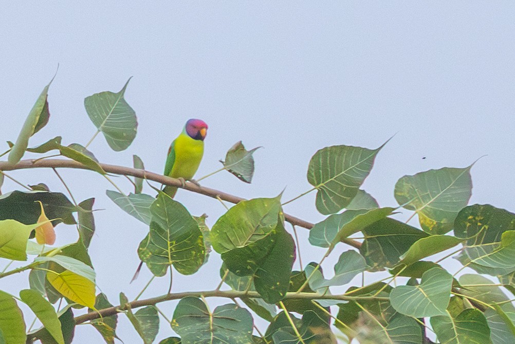 Plum-headed Parakeet - ML644336835