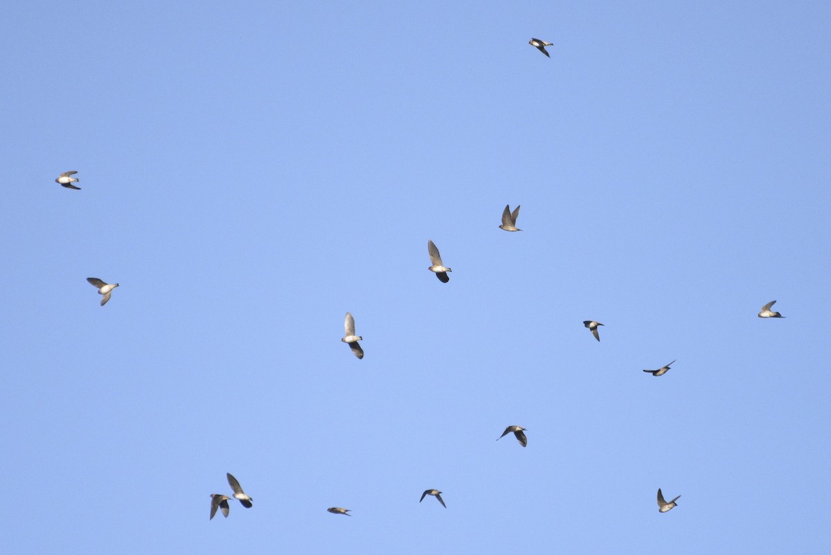 Cave Swallow - ML644336836