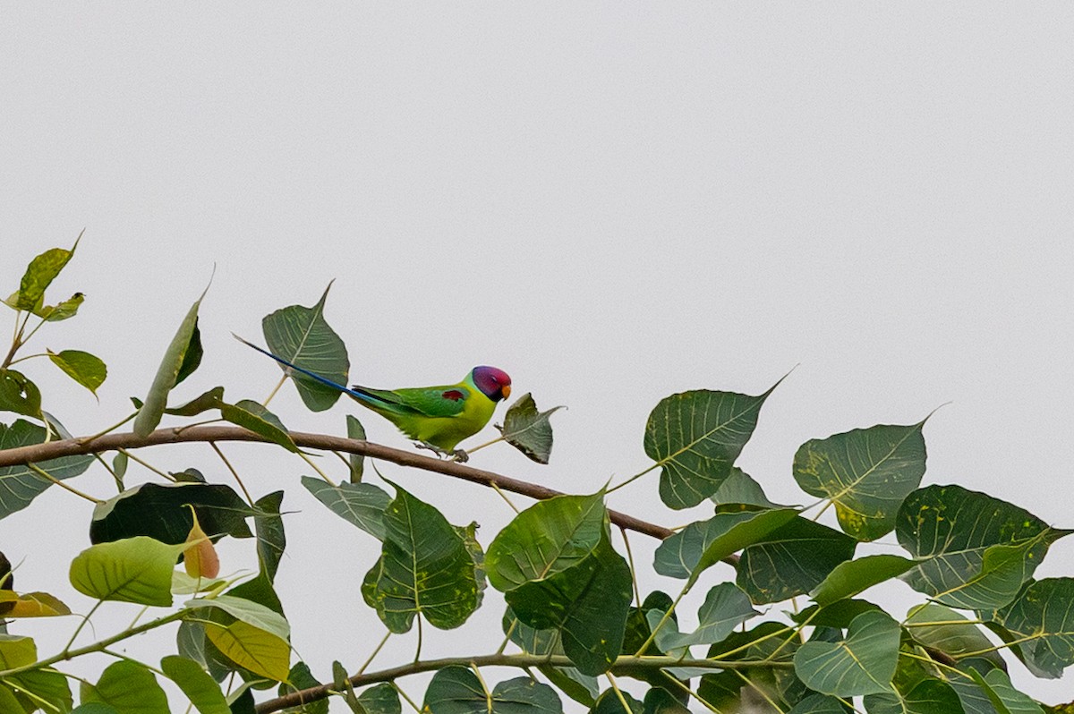 Plum-headed Parakeet - ML644336848
