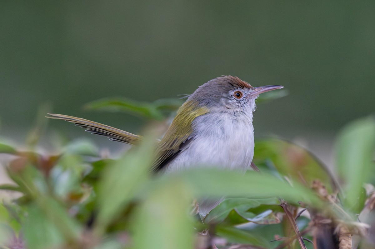 langstjertskredderfugl - ML644336856