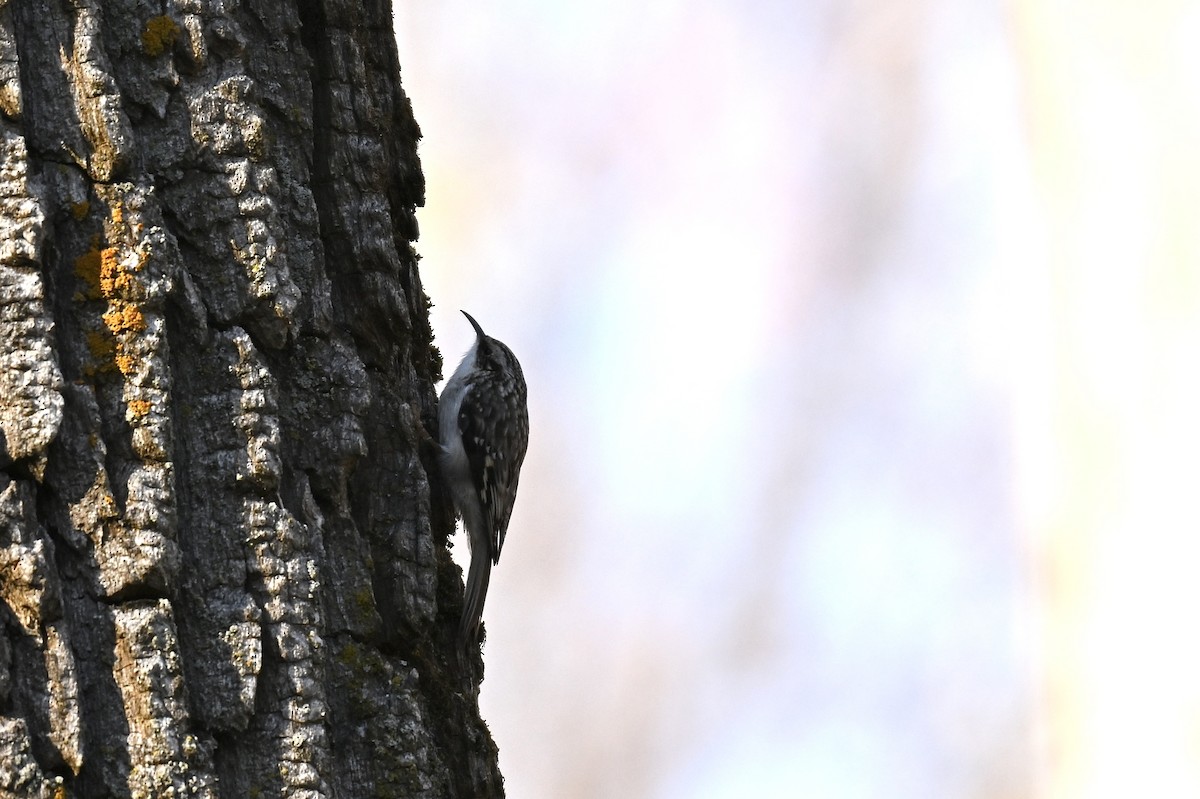 Brown Creeper - ML644336858