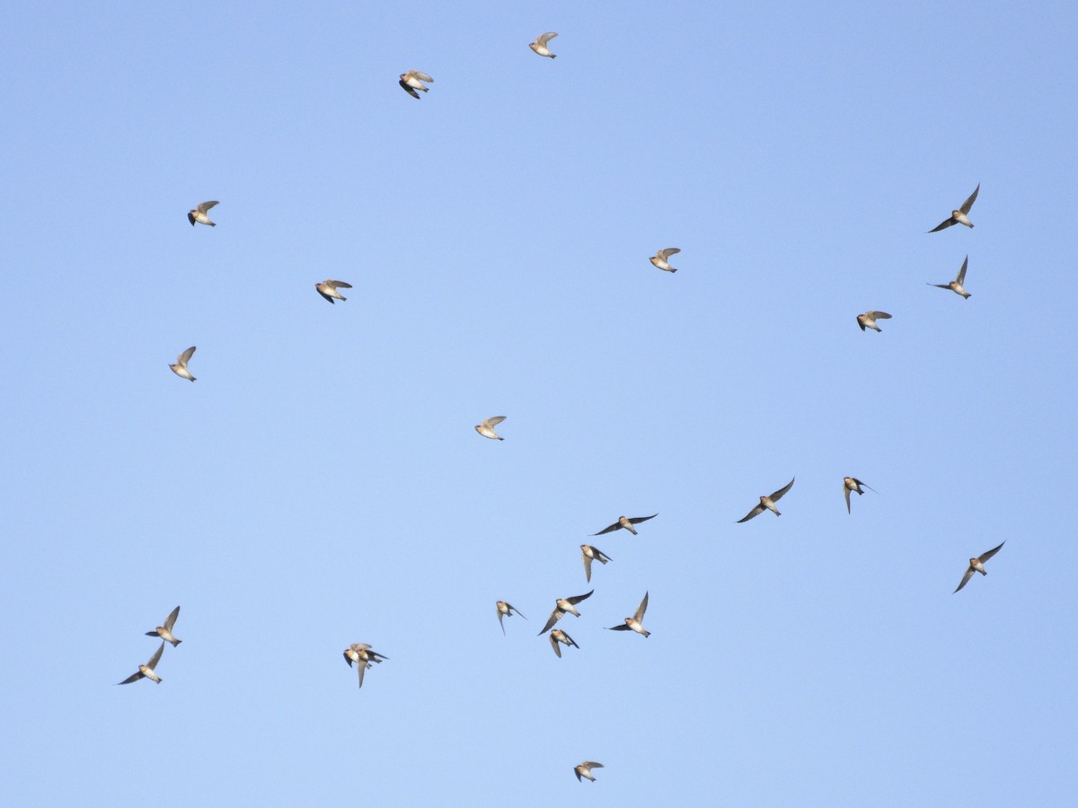 Cave Swallow - ML644336866