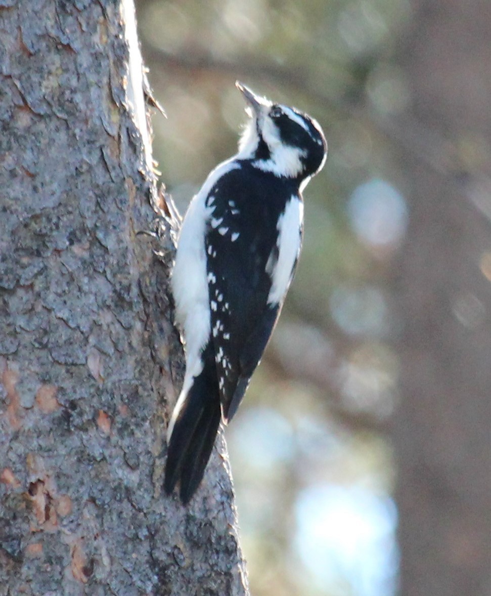 Hairy Woodpecker - ML644336892