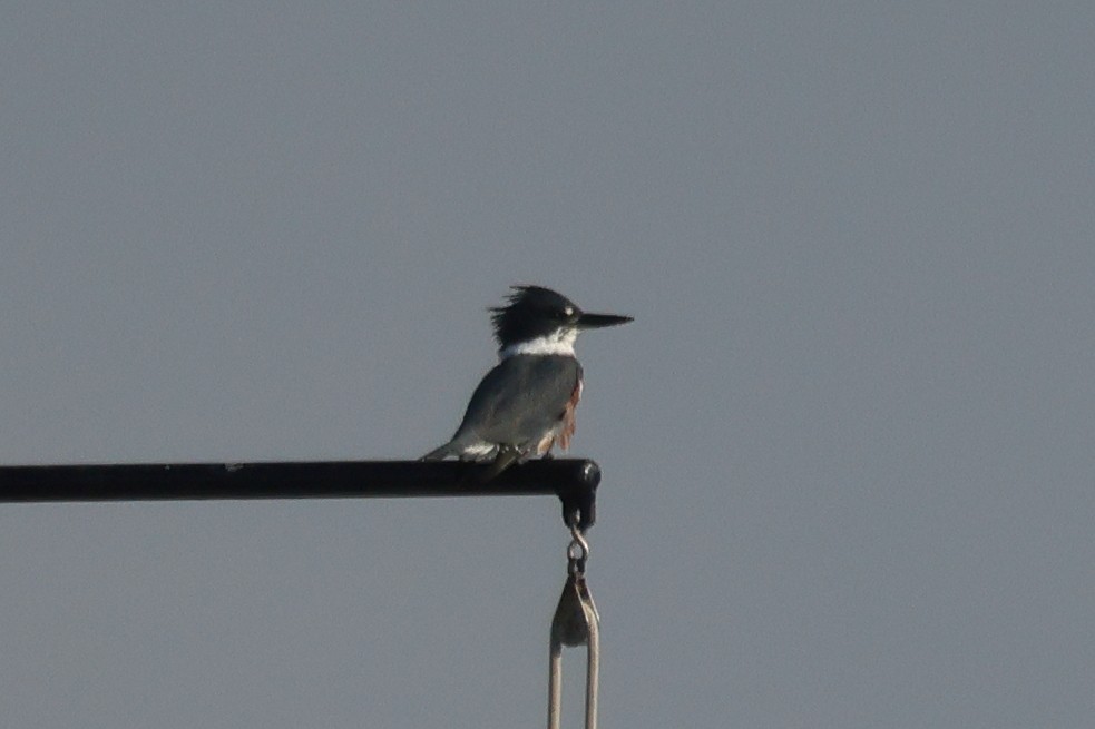 Belted Kingfisher - ML644336894