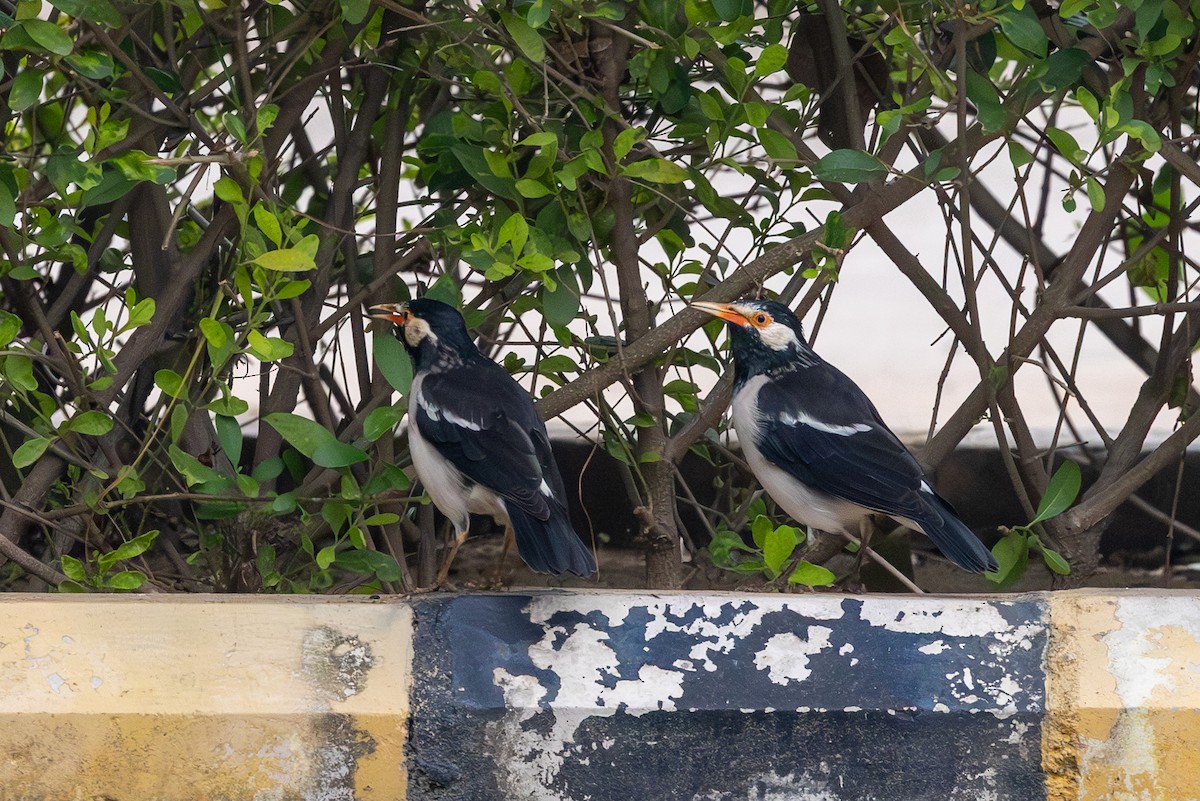 Indian Pied Starling - ML644336908