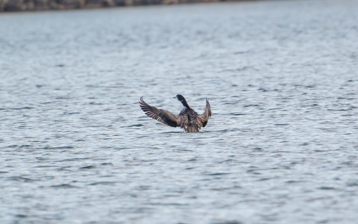 Common Loon - ML644336909