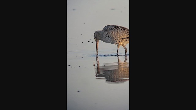 Hudsonian Godwit - ML644336923