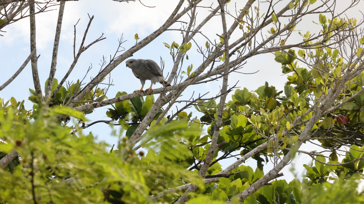 Gray Hawk - ML644336925