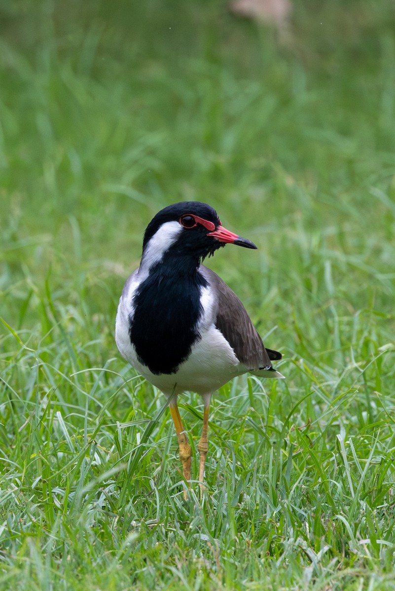 čejka černoprsá - ML644336931