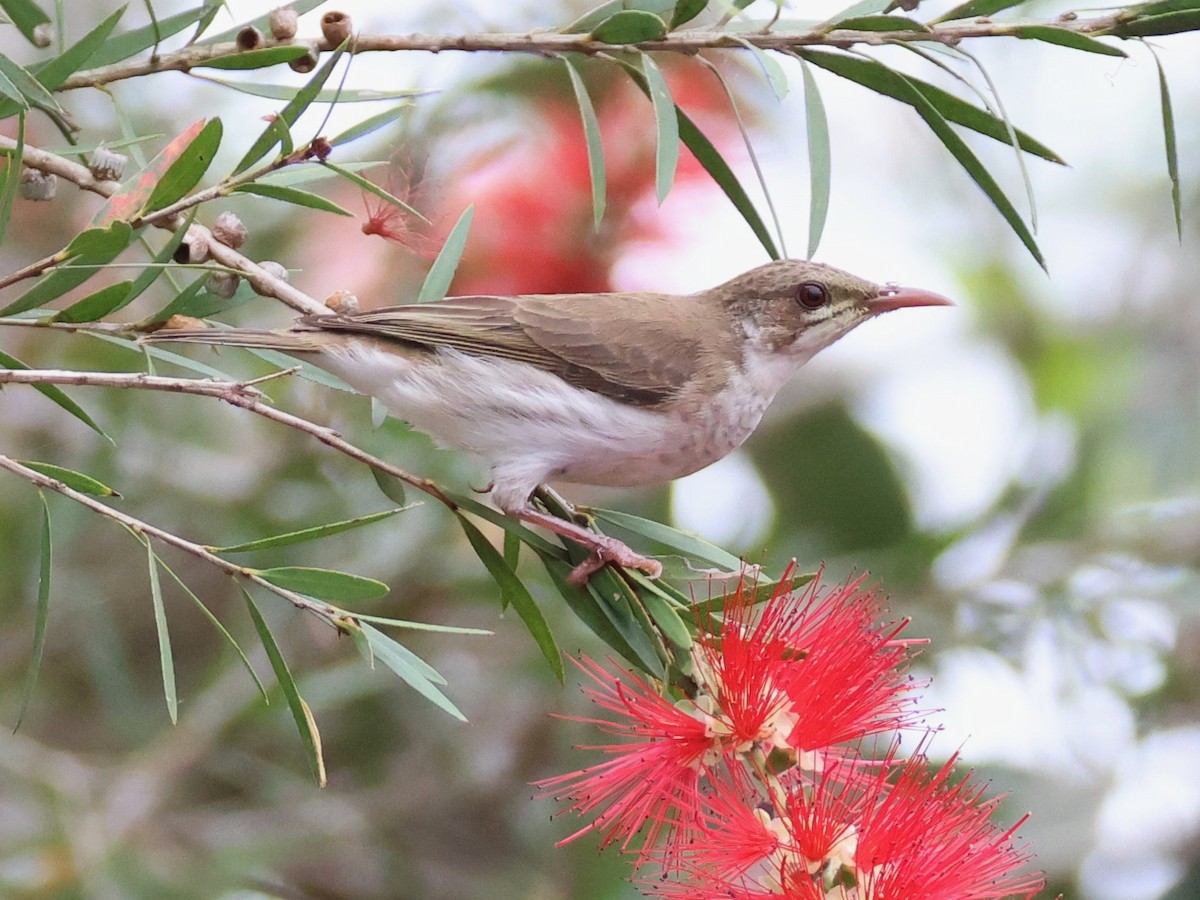 Brown-backed Honeyeater - ML644336940