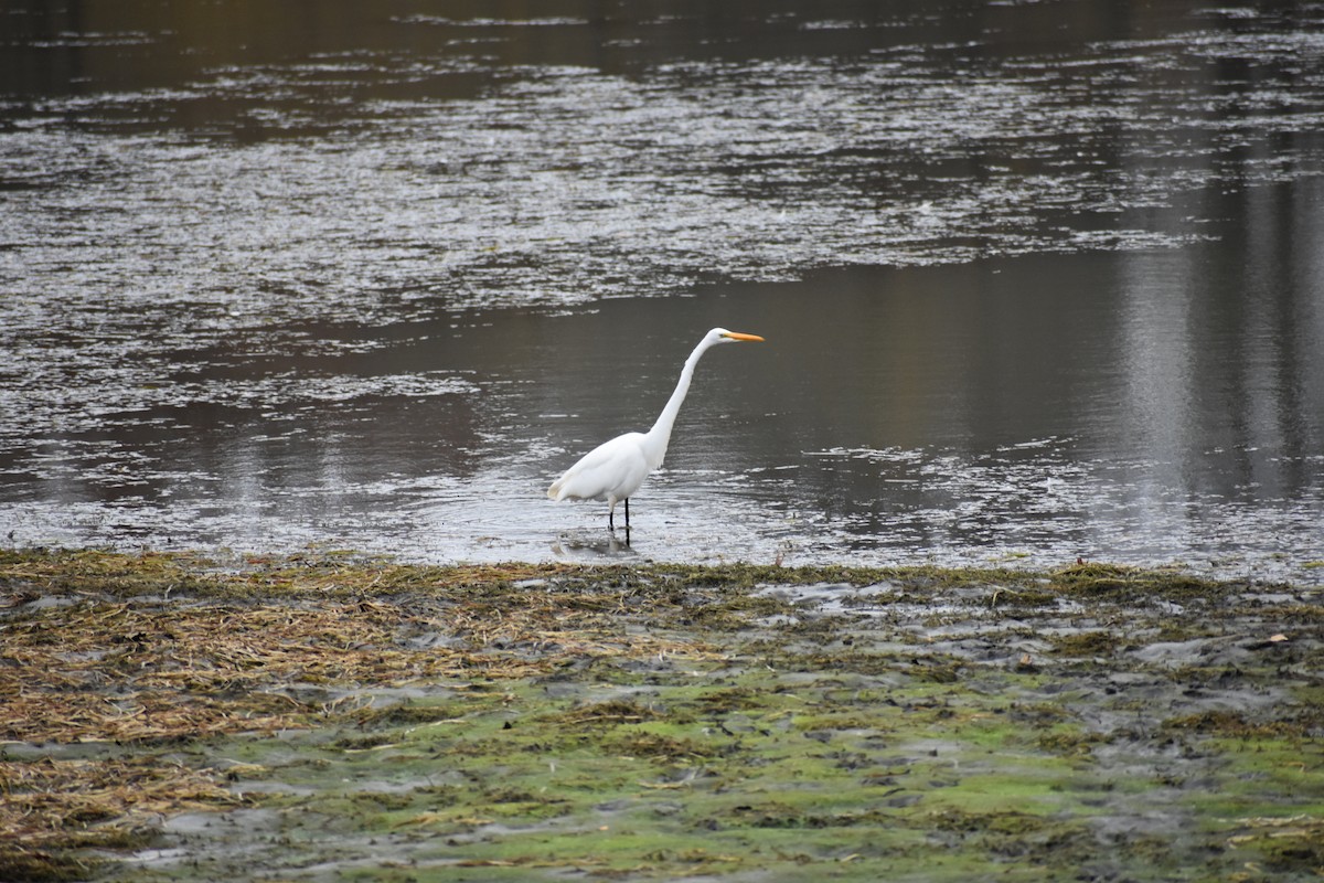 Great Egret - ML644336941