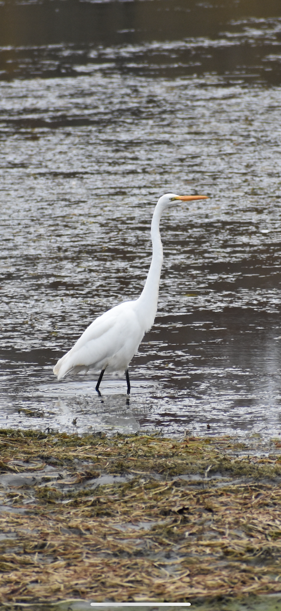 Great Egret - ML644336942