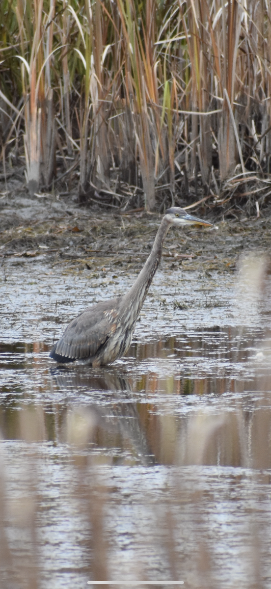 Great Blue Heron - ML644336951