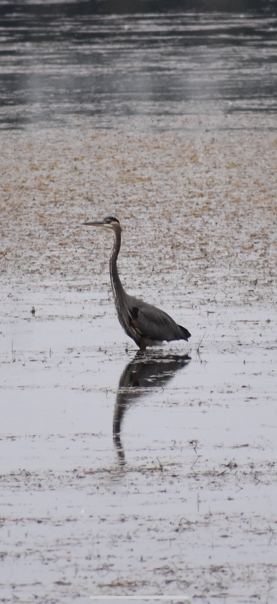 Great Blue Heron - ML644336952