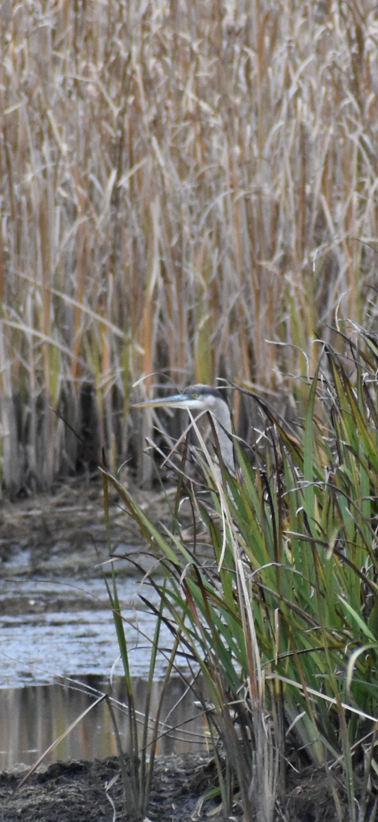 Great Blue Heron - ML644336953