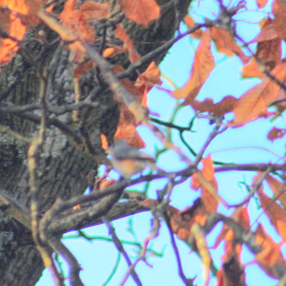 Tufted Titmouse - ML644336966