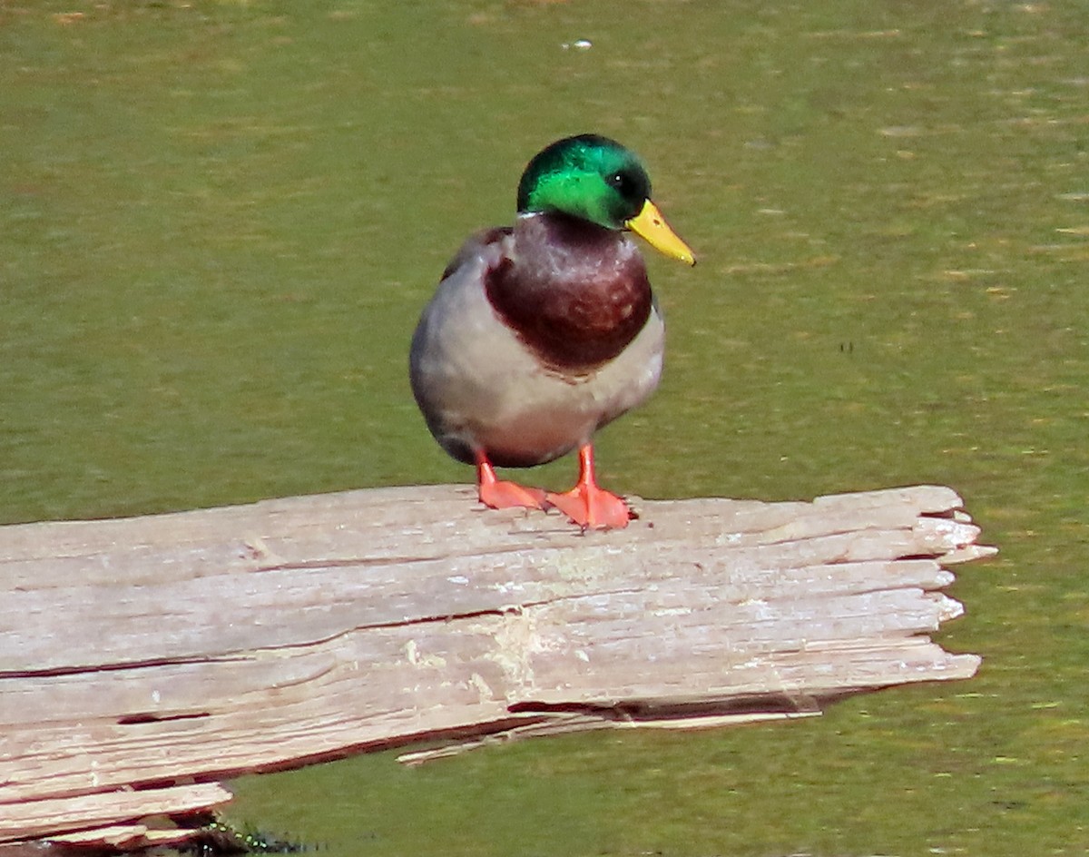 Stockente - ML644336969