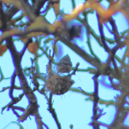Tufted Titmouse - ML644336970