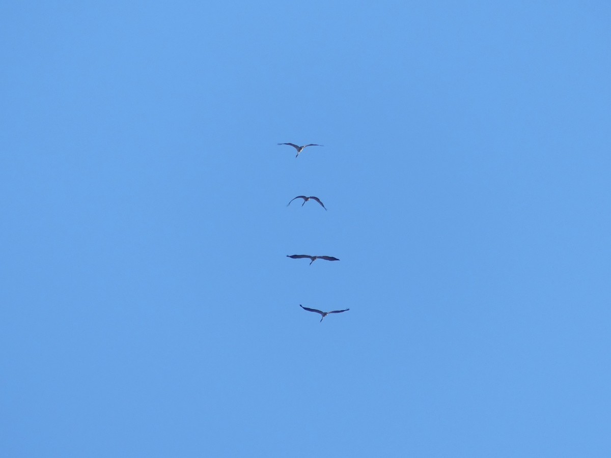 Grue cendrée - ML644336974