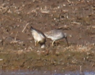Long-billed Dowitcher - ML644337014