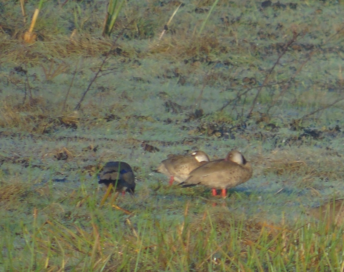 brasiland - ML644337029