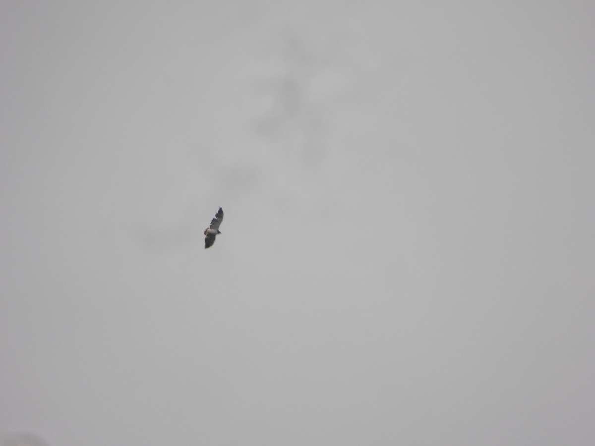 káně pestrá - ML644337046