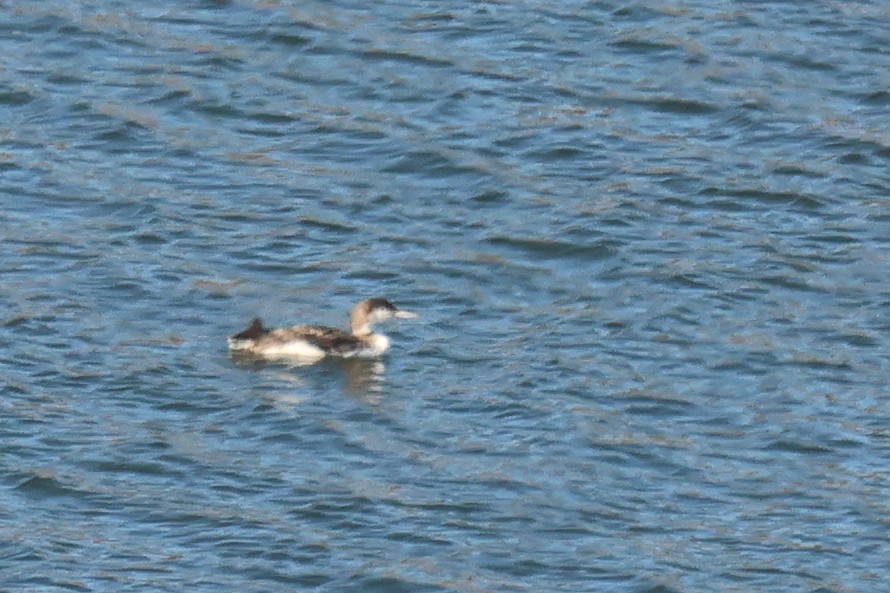 Common Loon - ML644337048