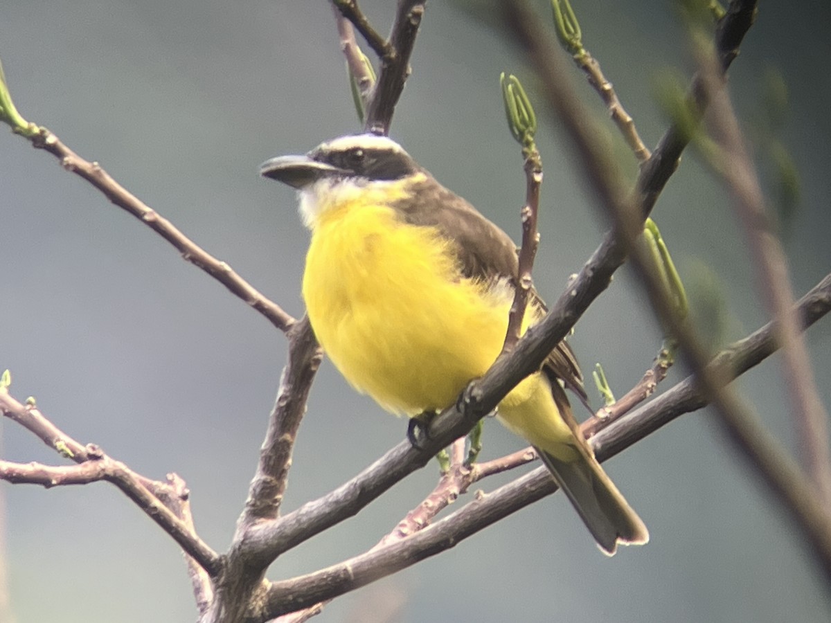 Boat-billed Flycatcher - ML644337053