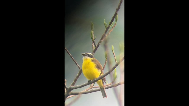 Boat-billed Flycatcher - ML644337054