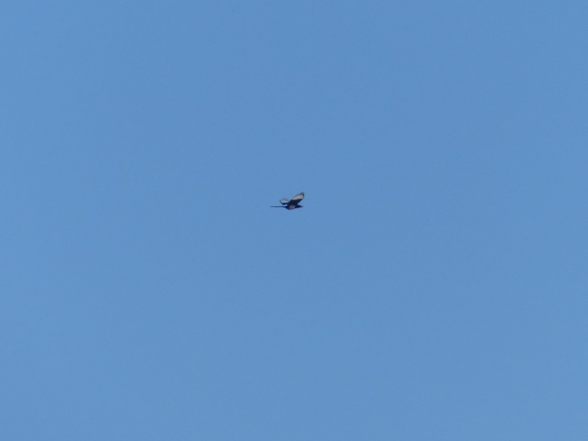 Pie bavarde - ML644337058