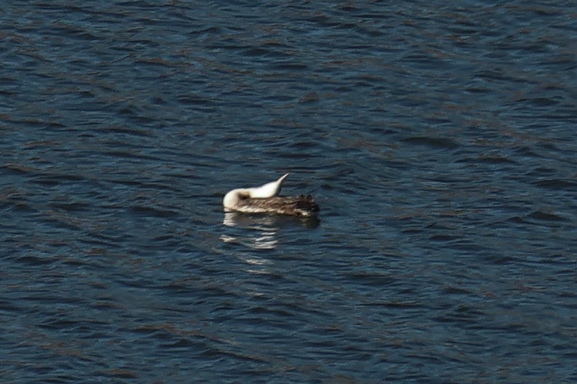Common Loon - ML644337059