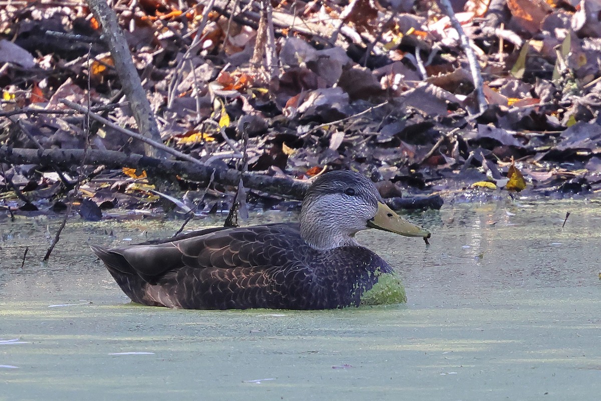 American Black Duck - ML644337061