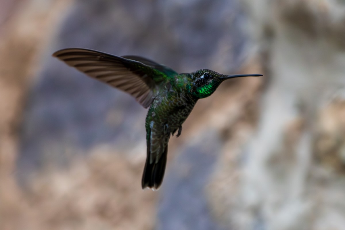 purpurissekolibri - ML644337063