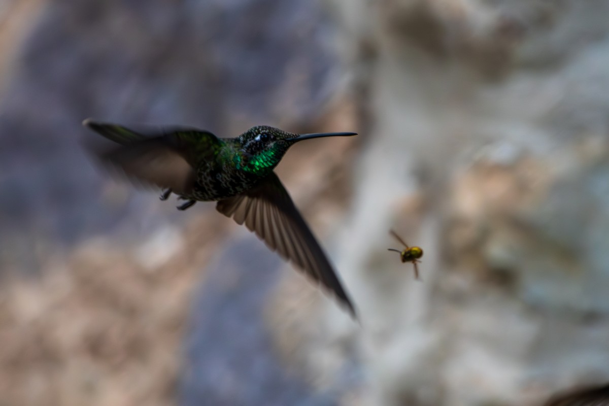 purpurissekolibri - ML644337064